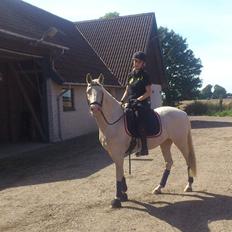 Palomino Magnolias Lucifer