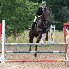 Dansk Varmblod Libaks Gemini aka. Gemse