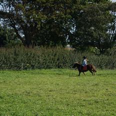 Shetlænder Jasmin >>SOLGT<<