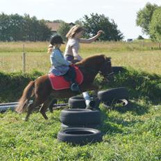 Shetlænder Jasmin >>SOLGT<<