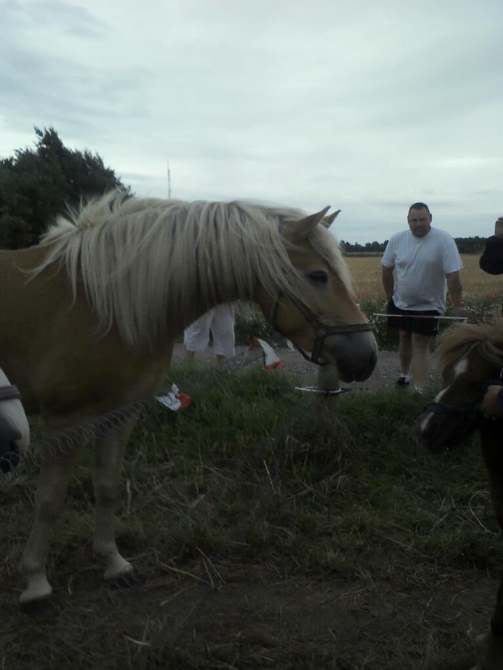 Tyroler Haflinger ICE RØGTERGÅRD - ICE møder Terkel og Arthur for første gang... billede 17