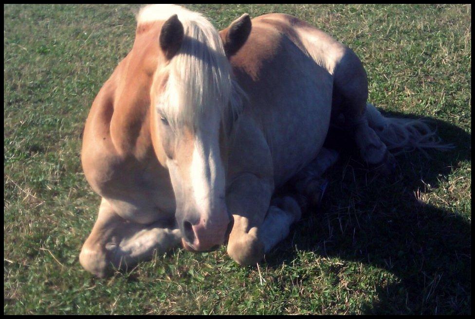 Haflinger bastian [tidl. part] :'( - min lille flodhest :')<3 billede 17