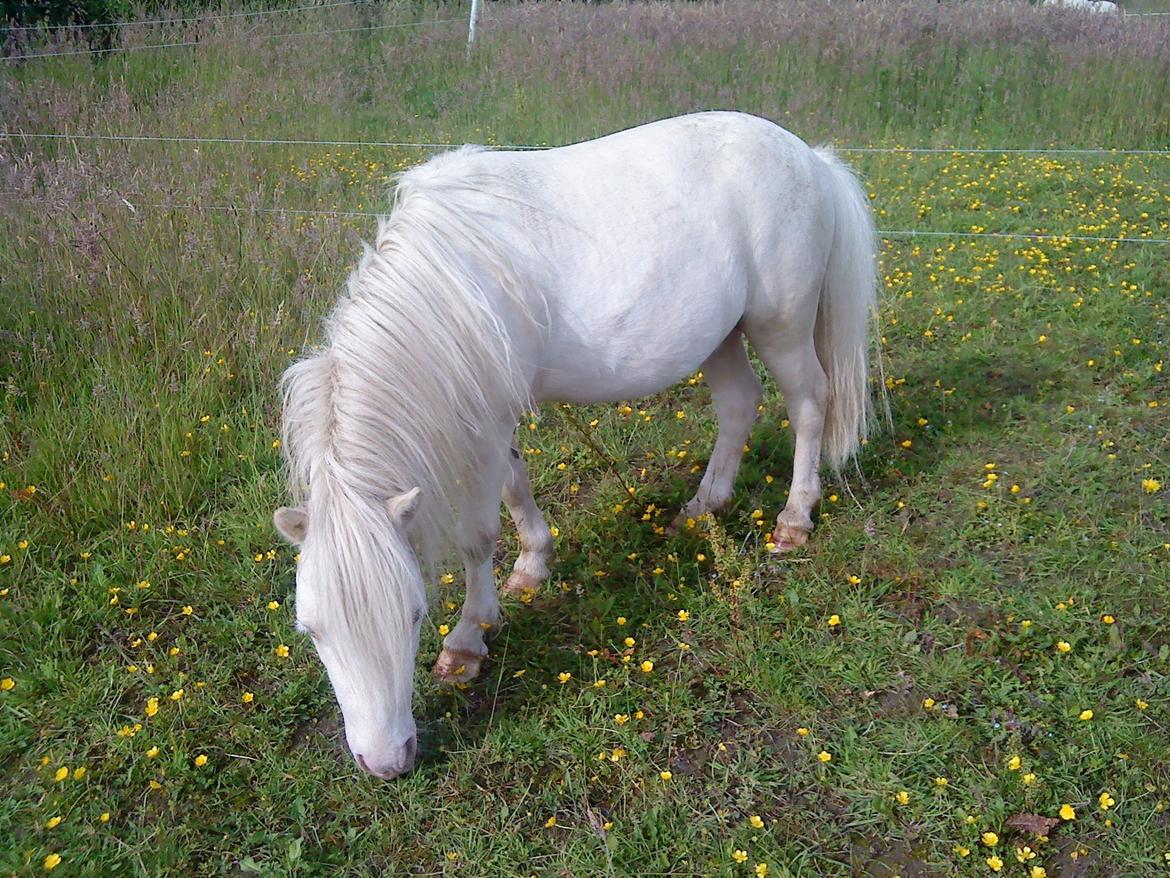Shetlænder Gardian solgt billede 6