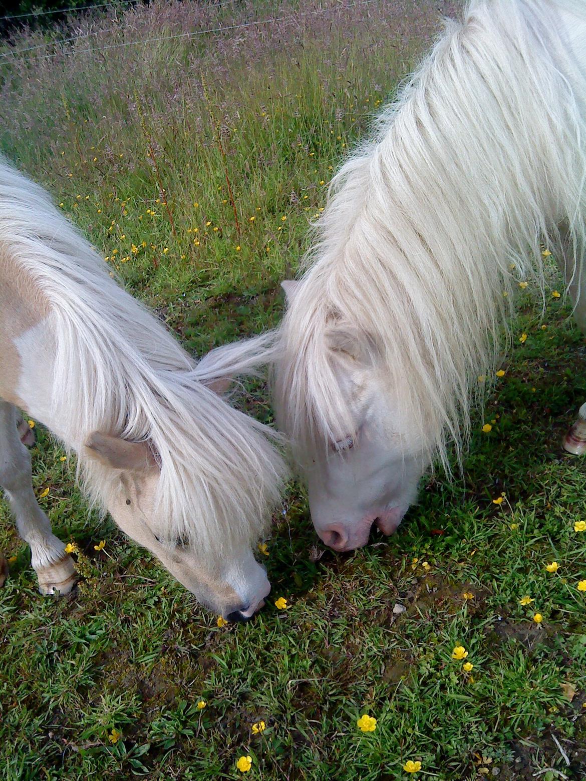 Shetlænder Gardian solgt billede 7