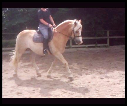 Haflinger bastian [tidl. part] :'( - undskyld billedekvallitetten(: taget fra en video (: billede 18