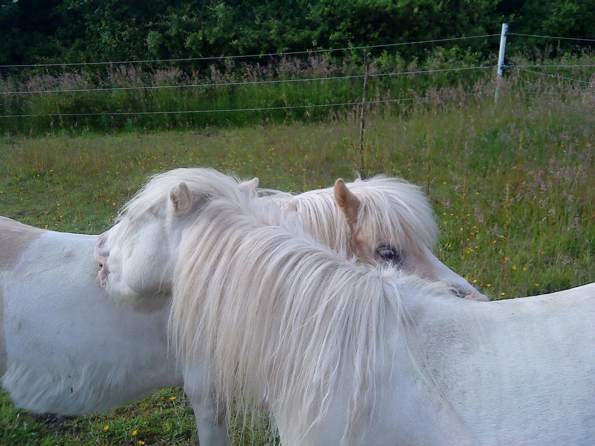 Shetlænder Gardian solgt billede 8