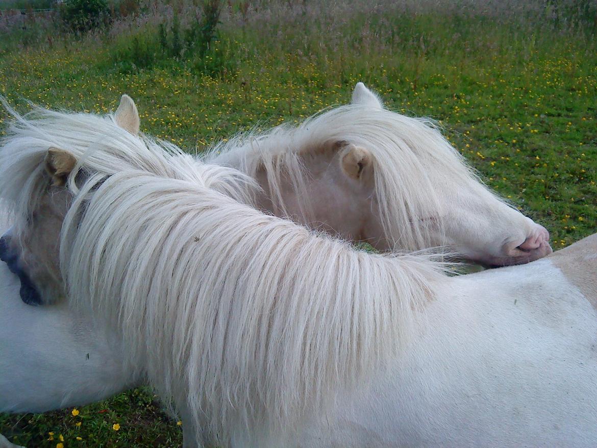 Shetlænder Gardian solgt billede 9