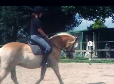 Haflinger bastian [tidl. part] :'( - undskyld billedekvallitetten(: taget fra en video (: billede 19