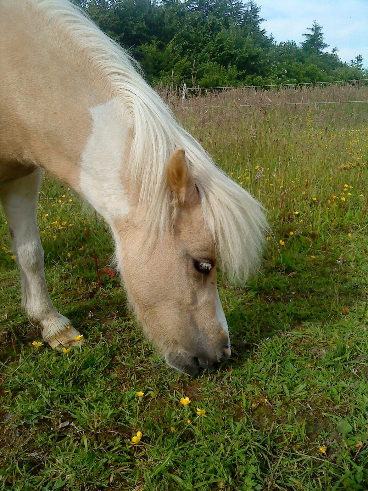 Shetlænder Stjernens Tika solgt billede 18