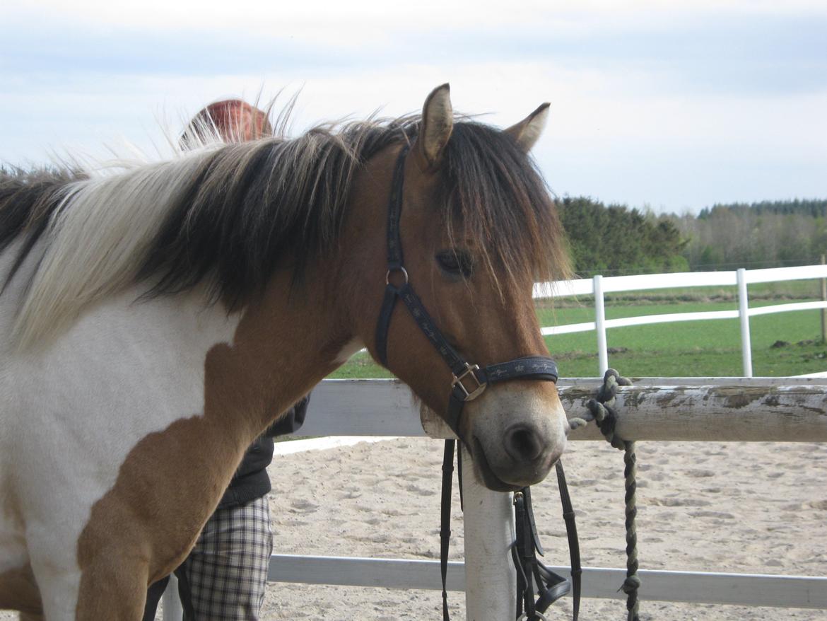 Anden særlig race • Amigo - Dejlige Amigo. billede 2