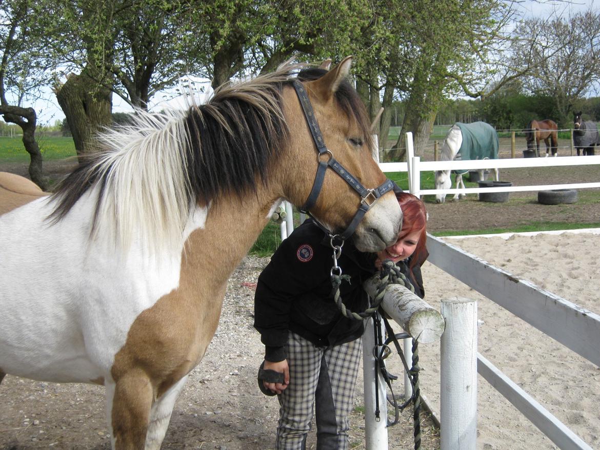 Anden særlig race • Amigo - mømøss billede 4