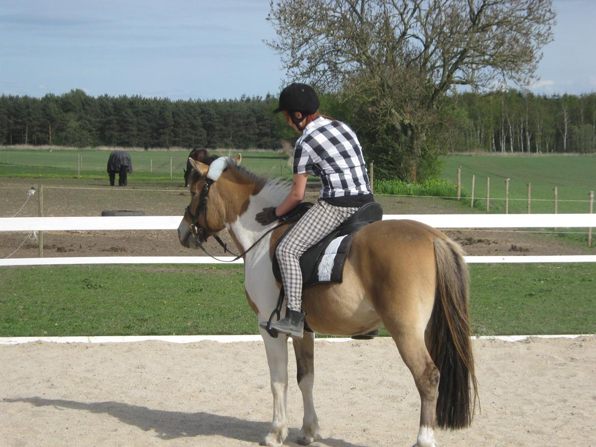 Anden særlig race • Amigo - en lille godbid(-; billede 5