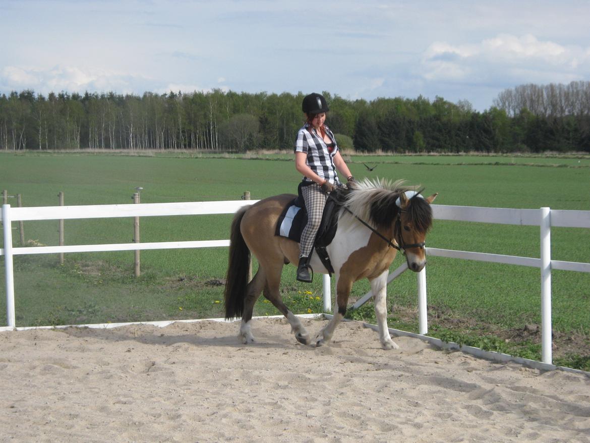 Anden særlig race • Amigo - ridning(: billede 6