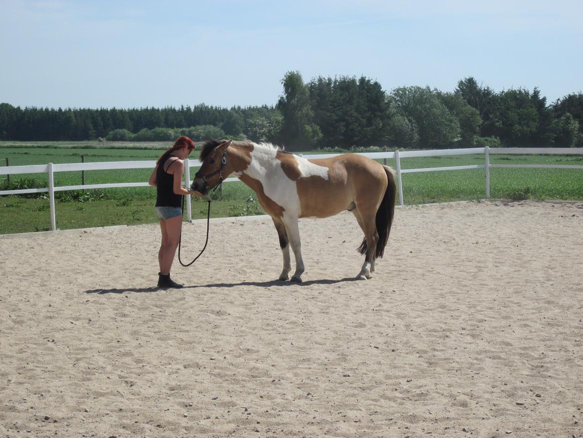 Anden særlig race • Amigo billede 7