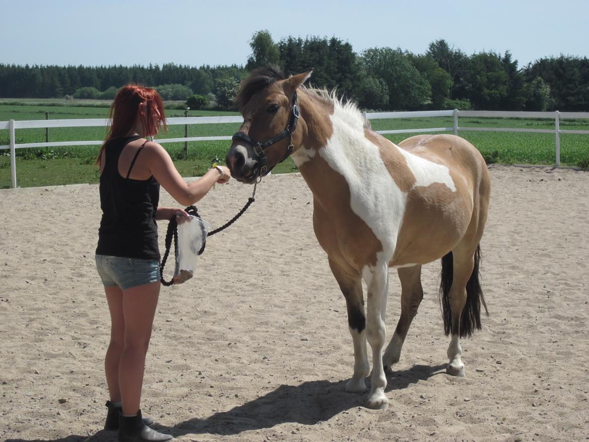Anden særlig race • Amigo - Godbid! billede 9