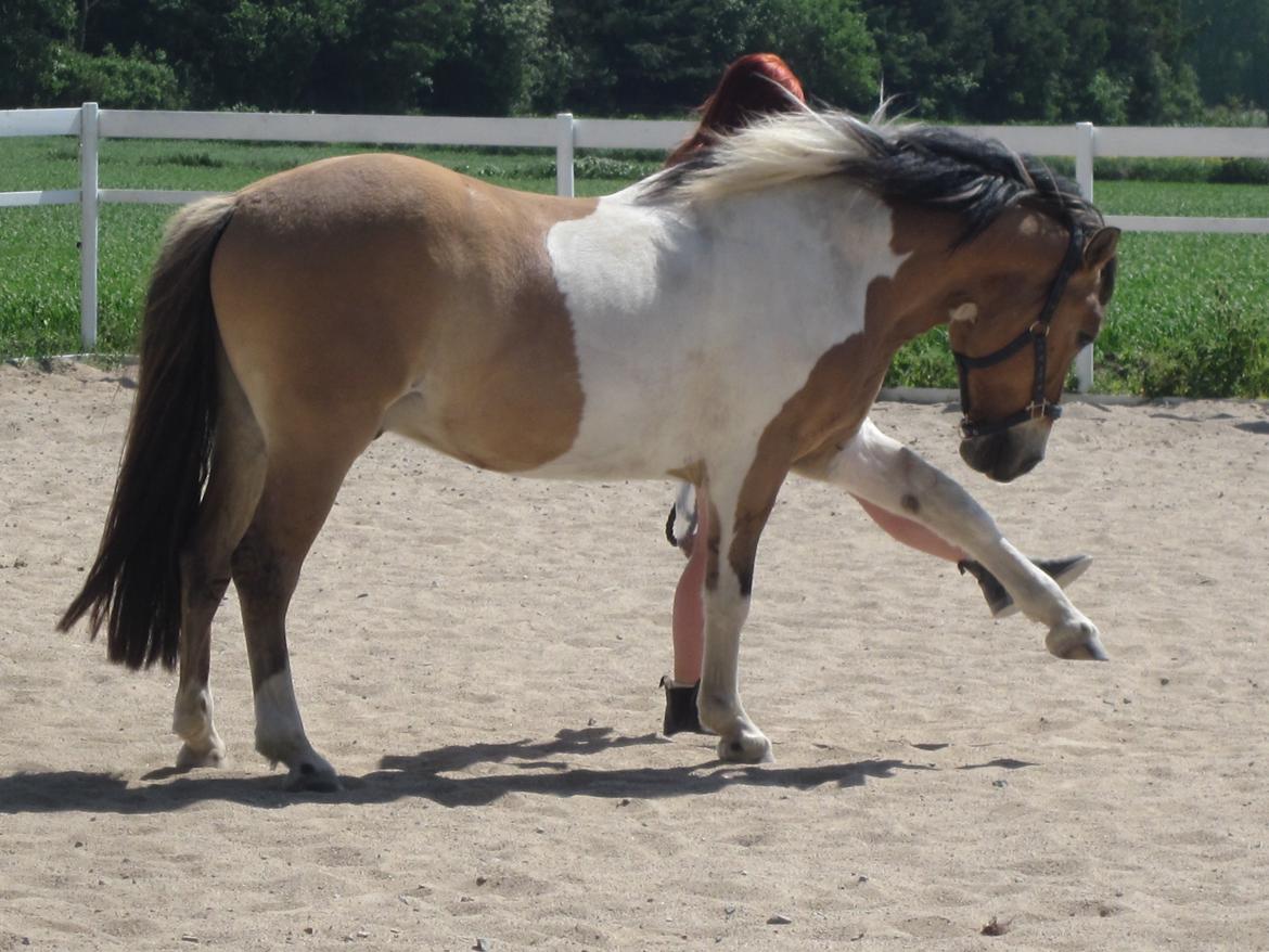 Anden særlig race • Amigo - ihhaa (; billede 11