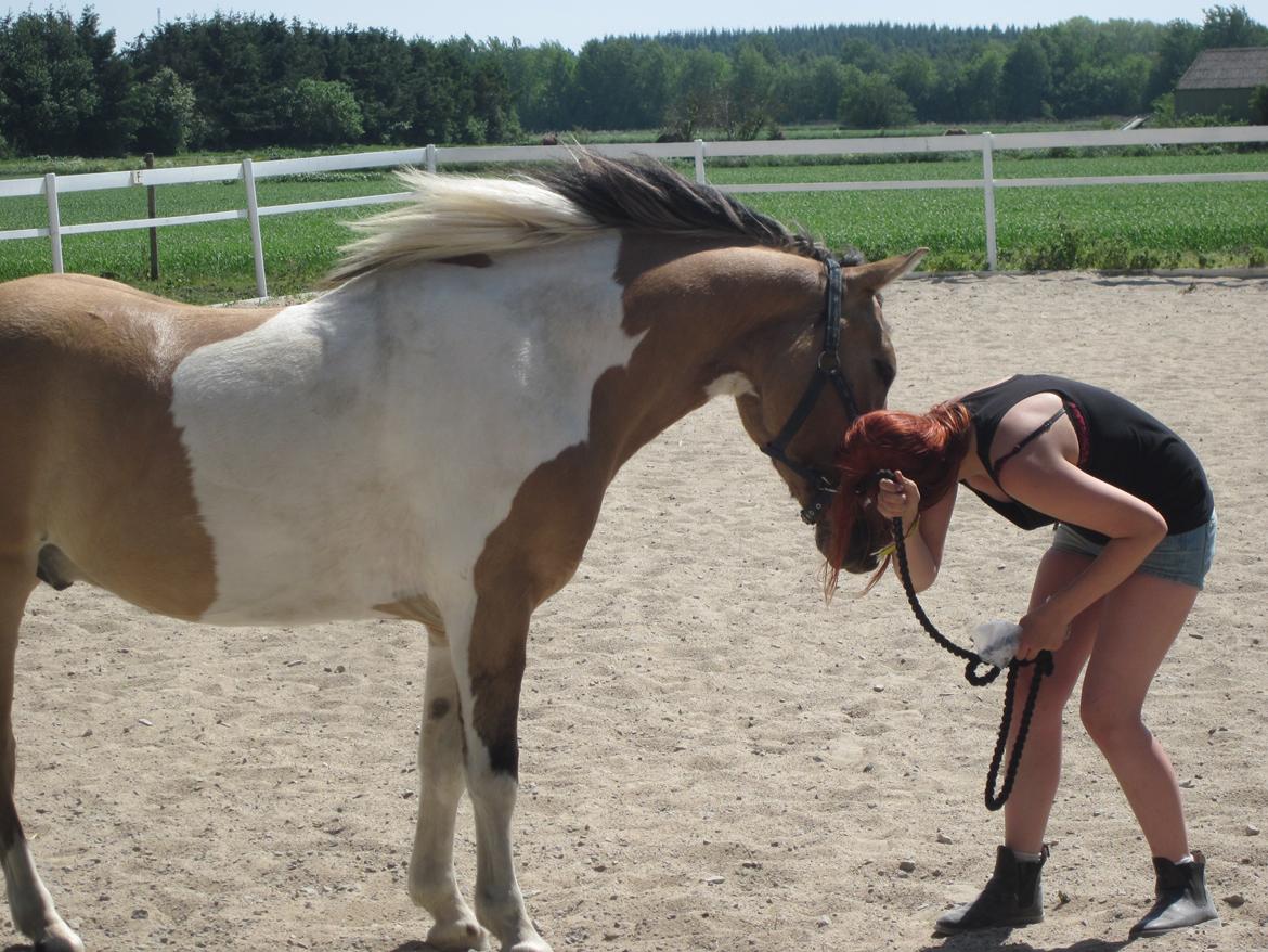 Anden særlig race • Amigo - Vi fjoller.. billede 3
