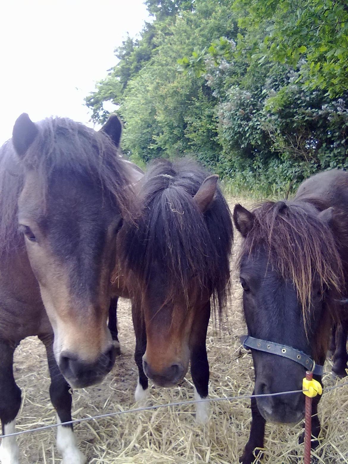 Shetlænder Trille billede 1