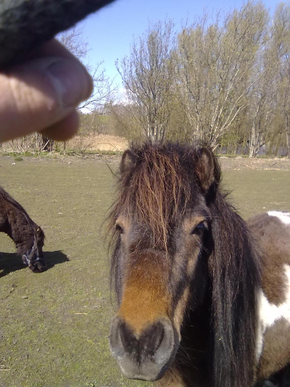 Shetlænder Trille billede 4