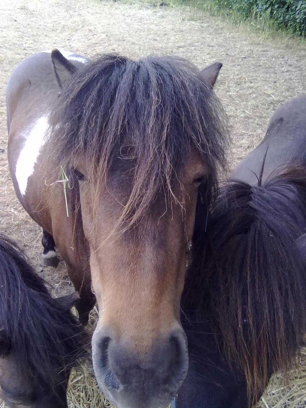 Shetlænder Trille billede 5