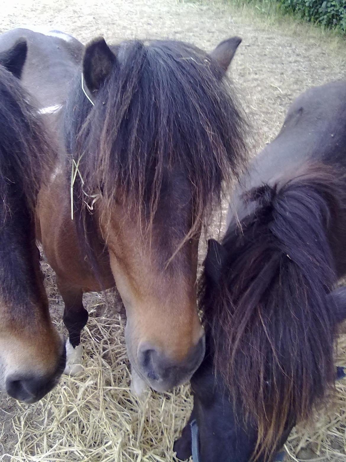 Shetlænder Trille billede 6