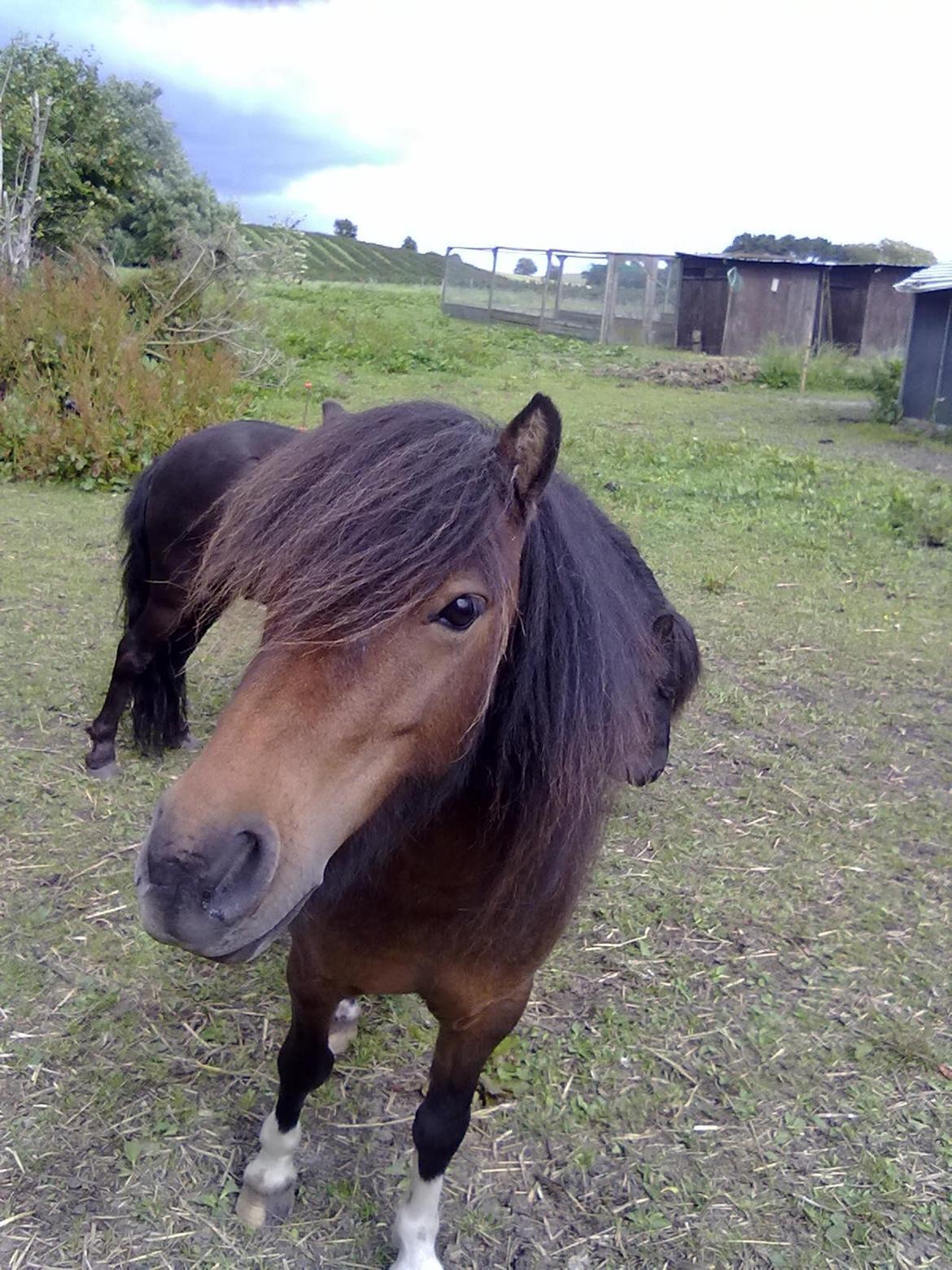 Shetlænder Trille billede 7