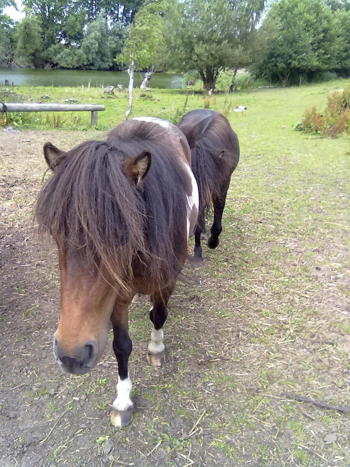 Shetlænder Trille billede 8