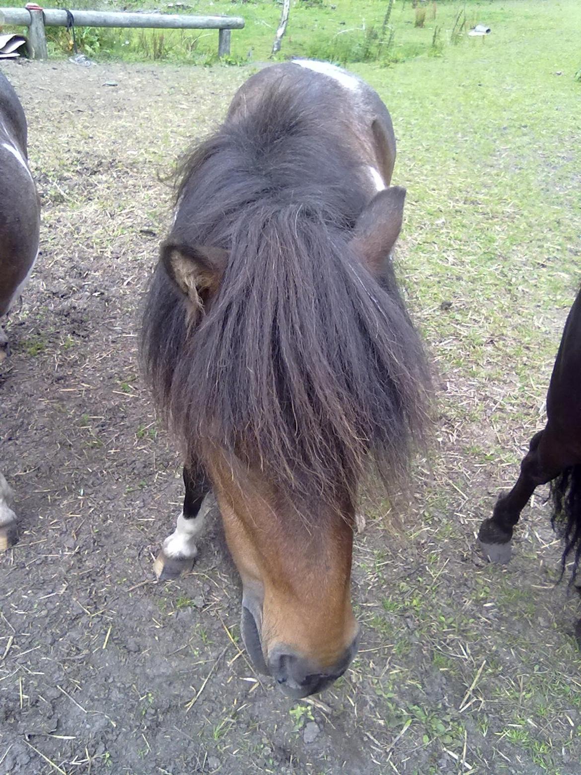 Shetlænder Trille billede 9