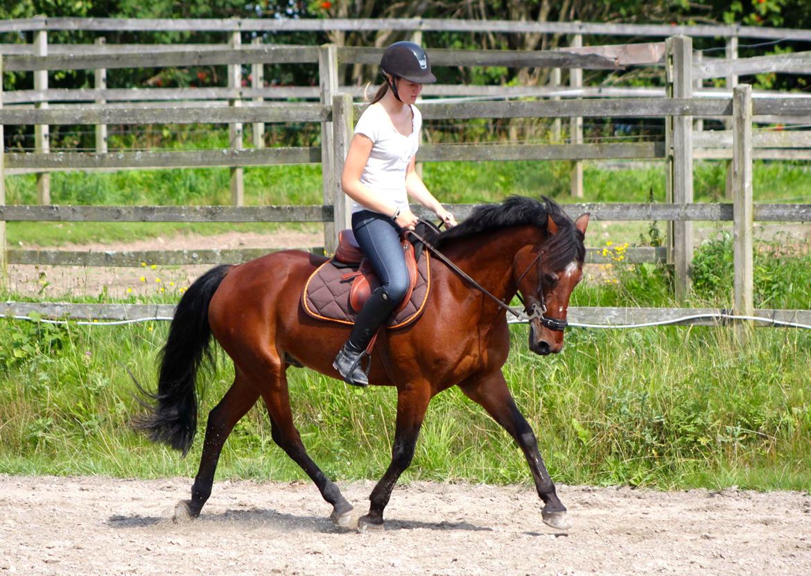 Anden særlig race Bip Bip - DRØMMEPONYEN - you're the best part of my day. billede 19