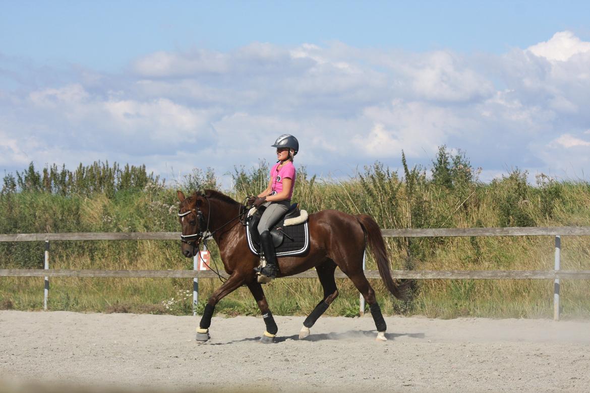 Hollandsk Sportspony B-PONY! Butterfly.  - August 2012. Uv hos Begitte. billede 9