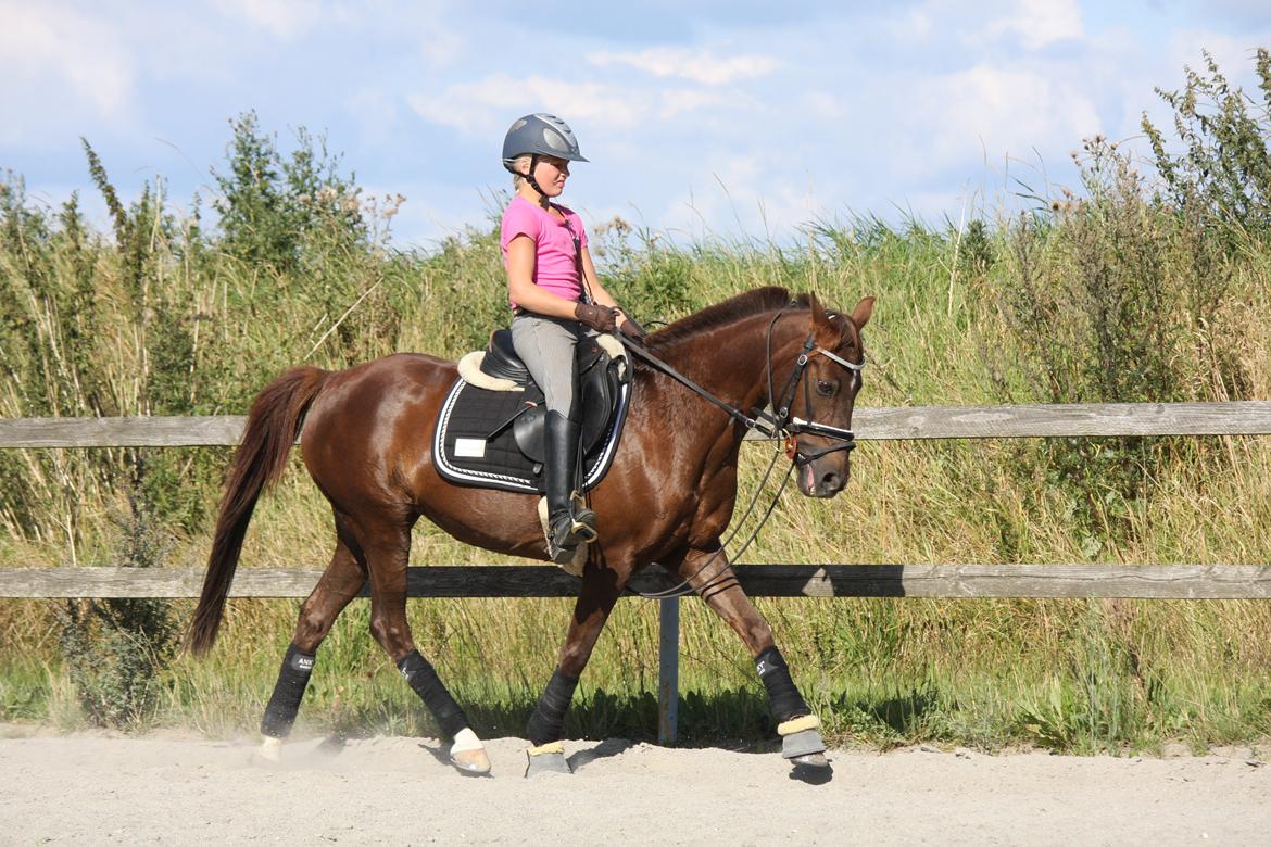 Hollandsk Sportspony B-PONY! Butterfly.  - August 2012. Uv hos Begitte. billede 13