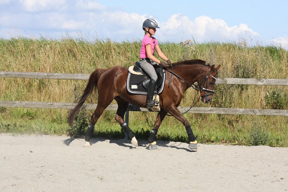 Hollandsk Sportspony B-PONY! Butterfly.  - August 2012. Uv hos Begitte. billede 18