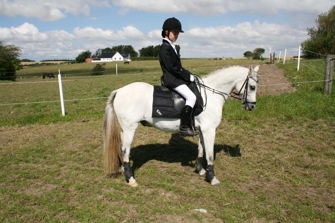 Welsh Pony af Cob-type (sec C) Korreborgs Rubin (Solgt) - SYRK stævne 11 August 2012 billede 15