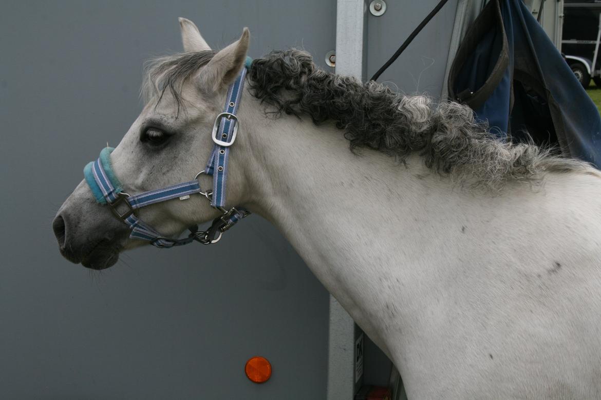 Welsh Pony af Cob-type (sec C) Korreborgs Rubin (Solgt) billede 16