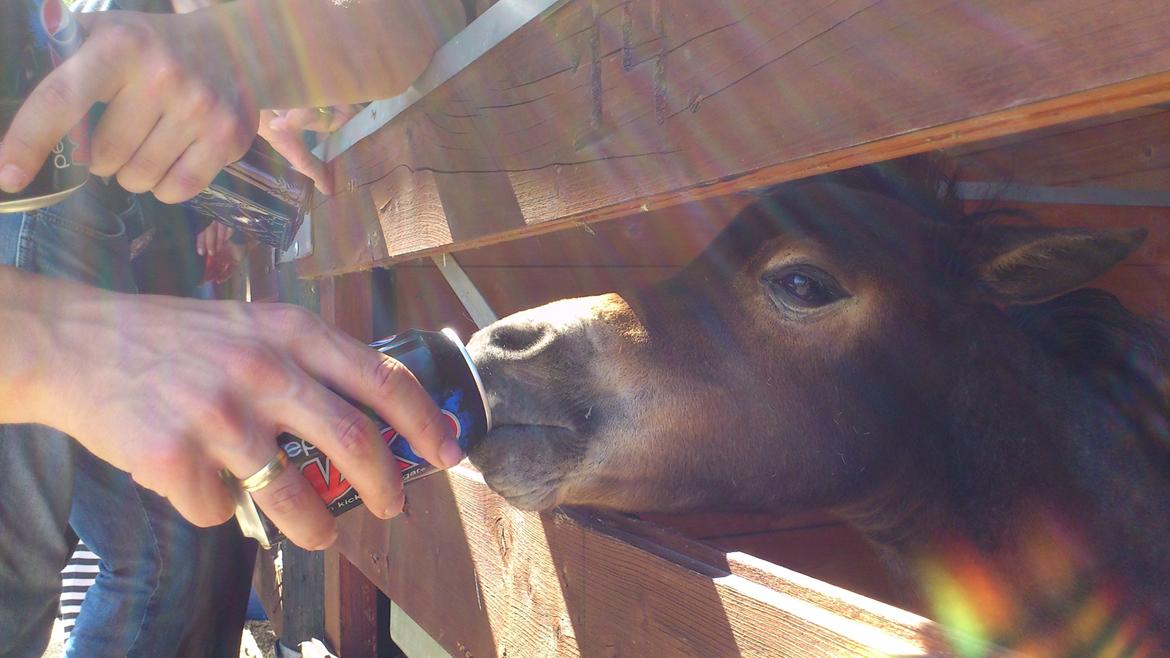 Belgisk Miniature Høgilds Kalua - Lille fisen drikker MAX...:) billede 17