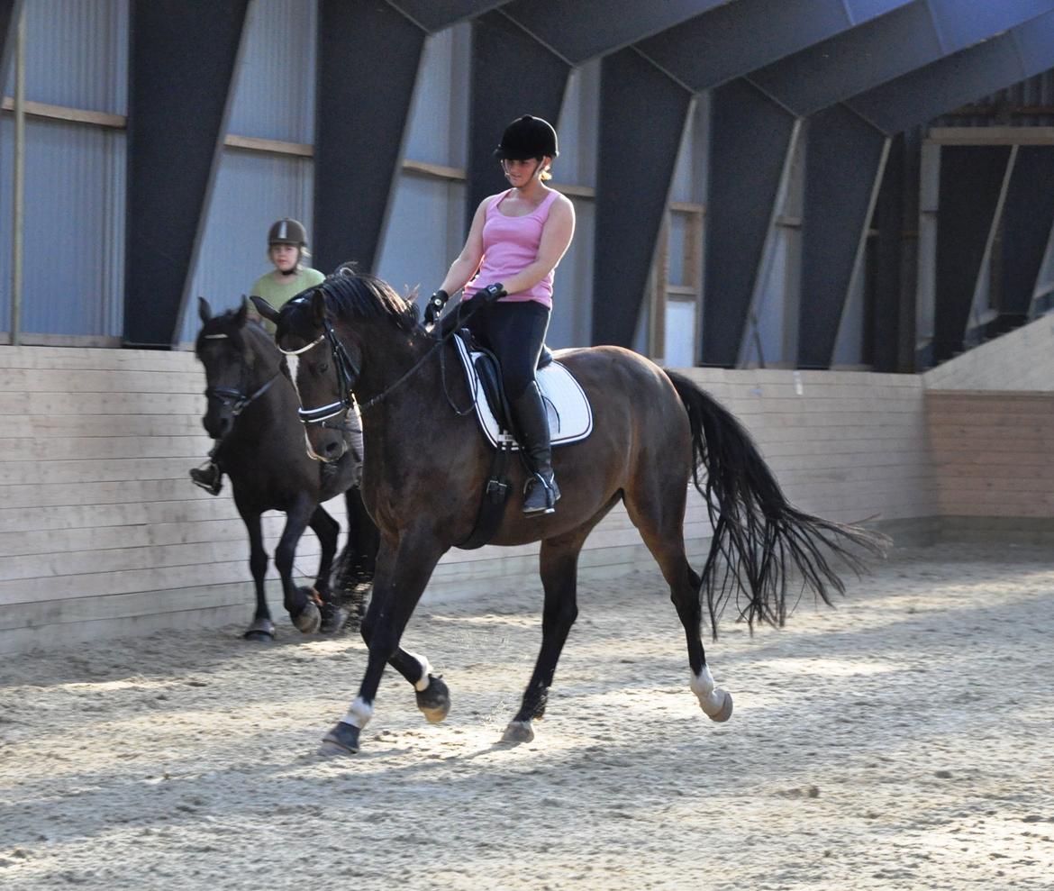 Dansk Varmblod Bonjour - Bonjour & Line Aftenhygge billede 11