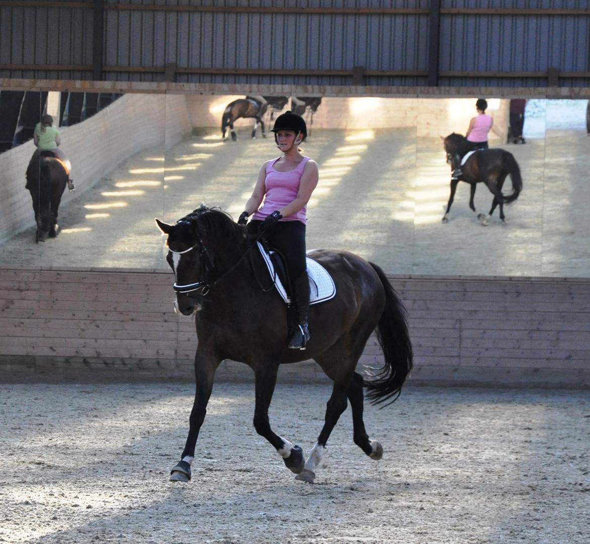 Dansk Varmblod Bonjour - August 2012 billede 12