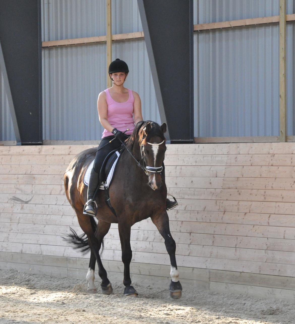 Dansk Varmblod Bonjour - august 2012 billede 14