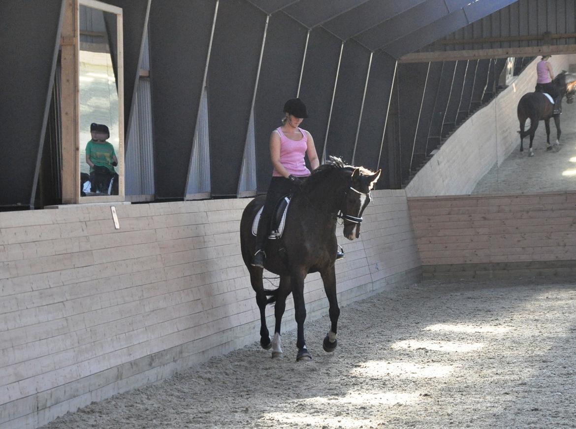 Dansk Varmblod Bonjour - august 2012 billede 15