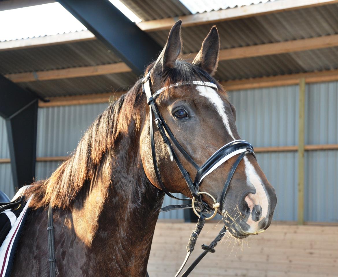 Dansk Varmblod Bonjour - Bonjour med sommer pels august 2012 billede 16