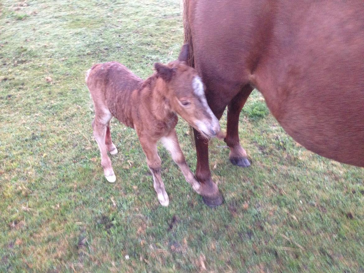 Shetlænder Lille Prins <3 - Næsten lige født ;D  billede 4