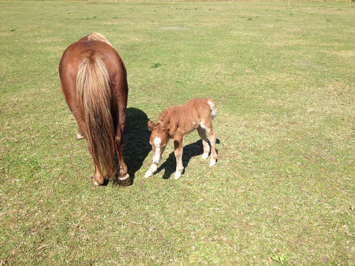 Shetlænder Lille Prins <3 billede 5