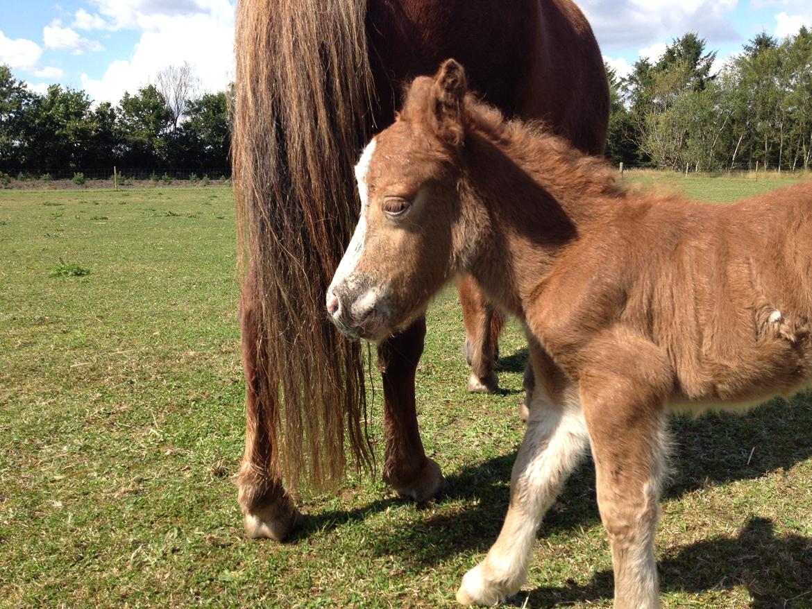 Shetlænder Lille Prins <3 billede 6