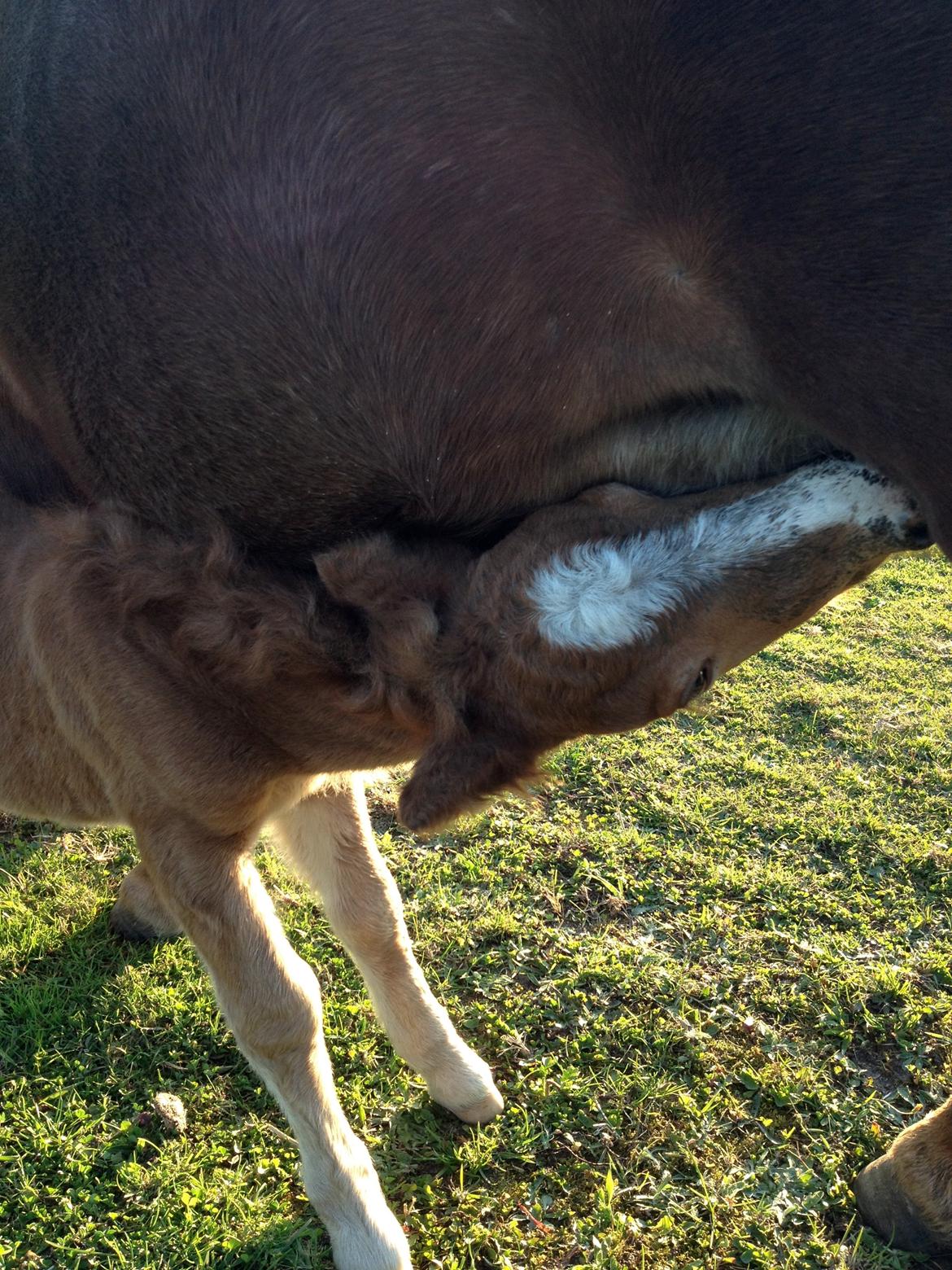 Shetlænder Lille Prins <3 billede 7