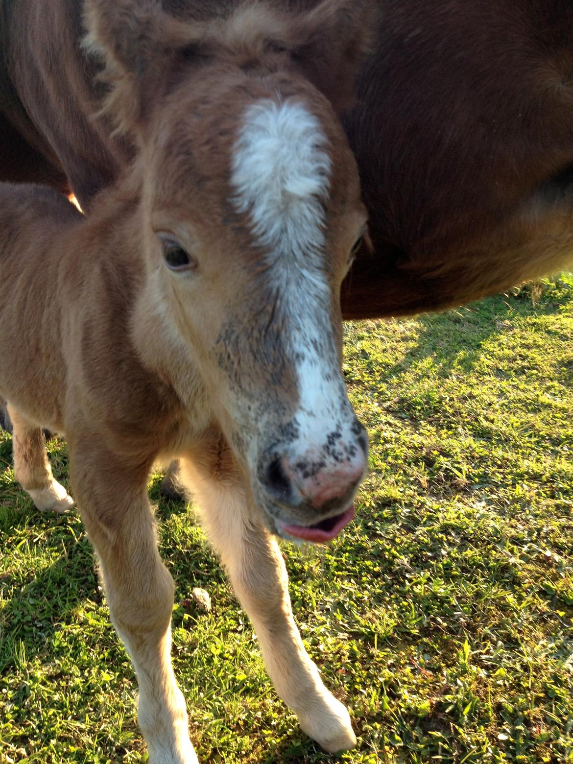 Shetlænder Lille Prins <3 - Mælkeskæg XD billede 8