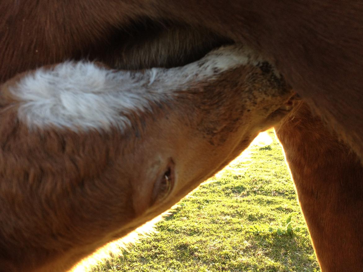 Shetlænder Lille Prins <3 billede 3