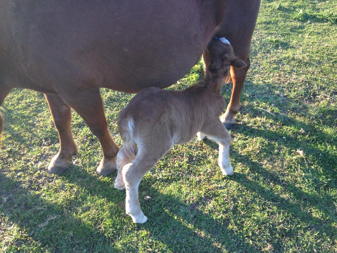 Shetlænder Lille Prins <3 billede 9