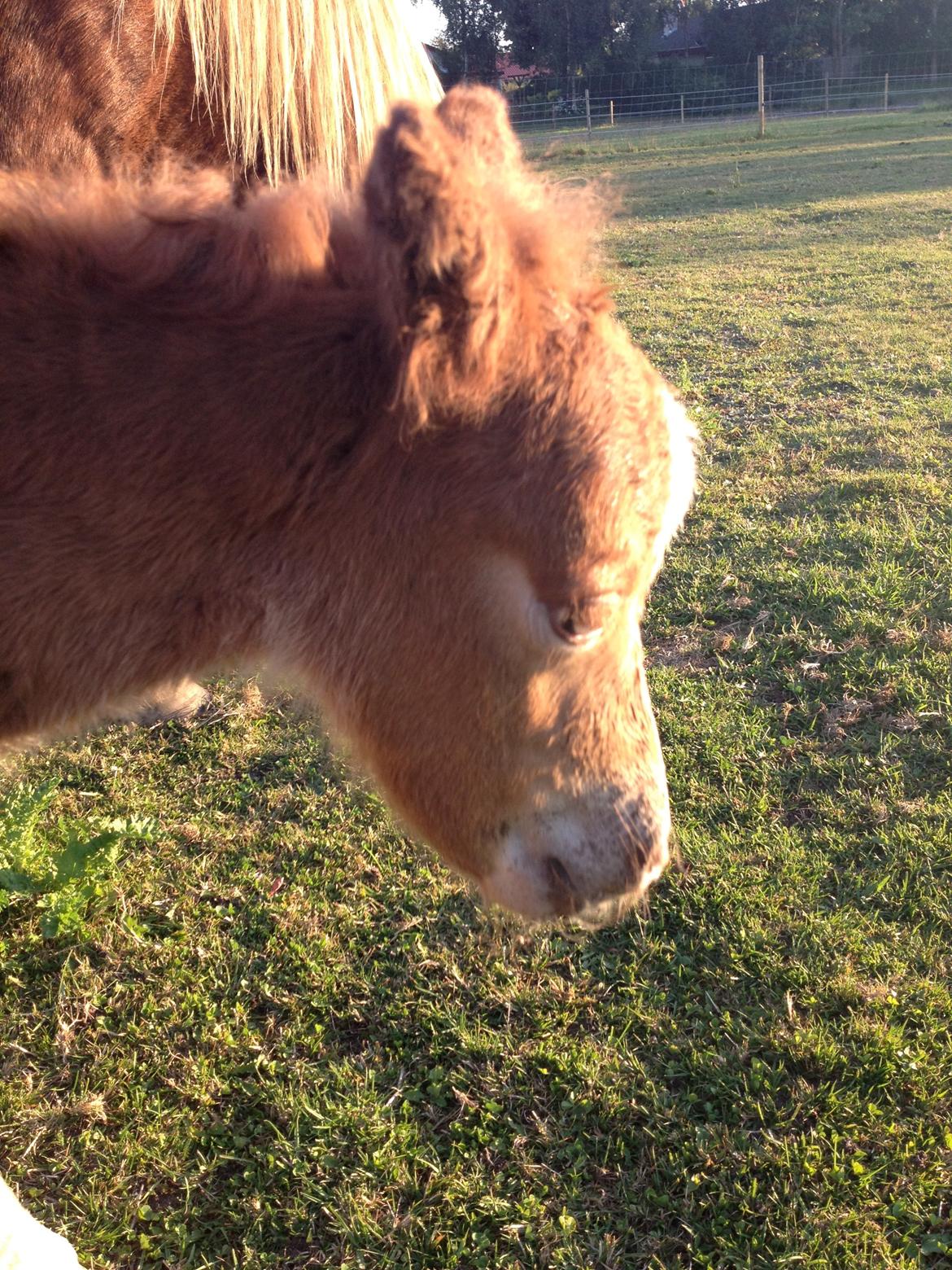 Shetlænder Lille Prins <3 billede 10