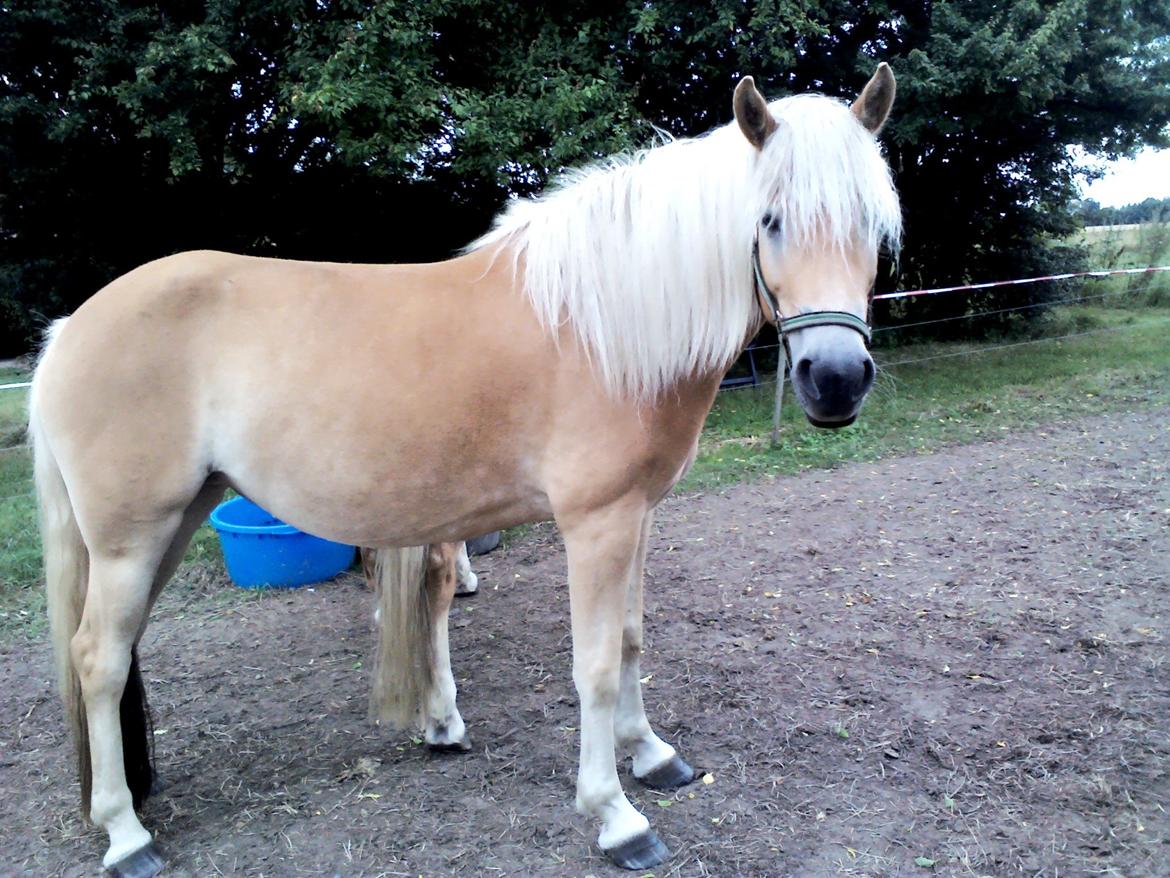 Tyroler Haflinger ICE RØGTERGÅRD - ICE slapper lidt... billede 10