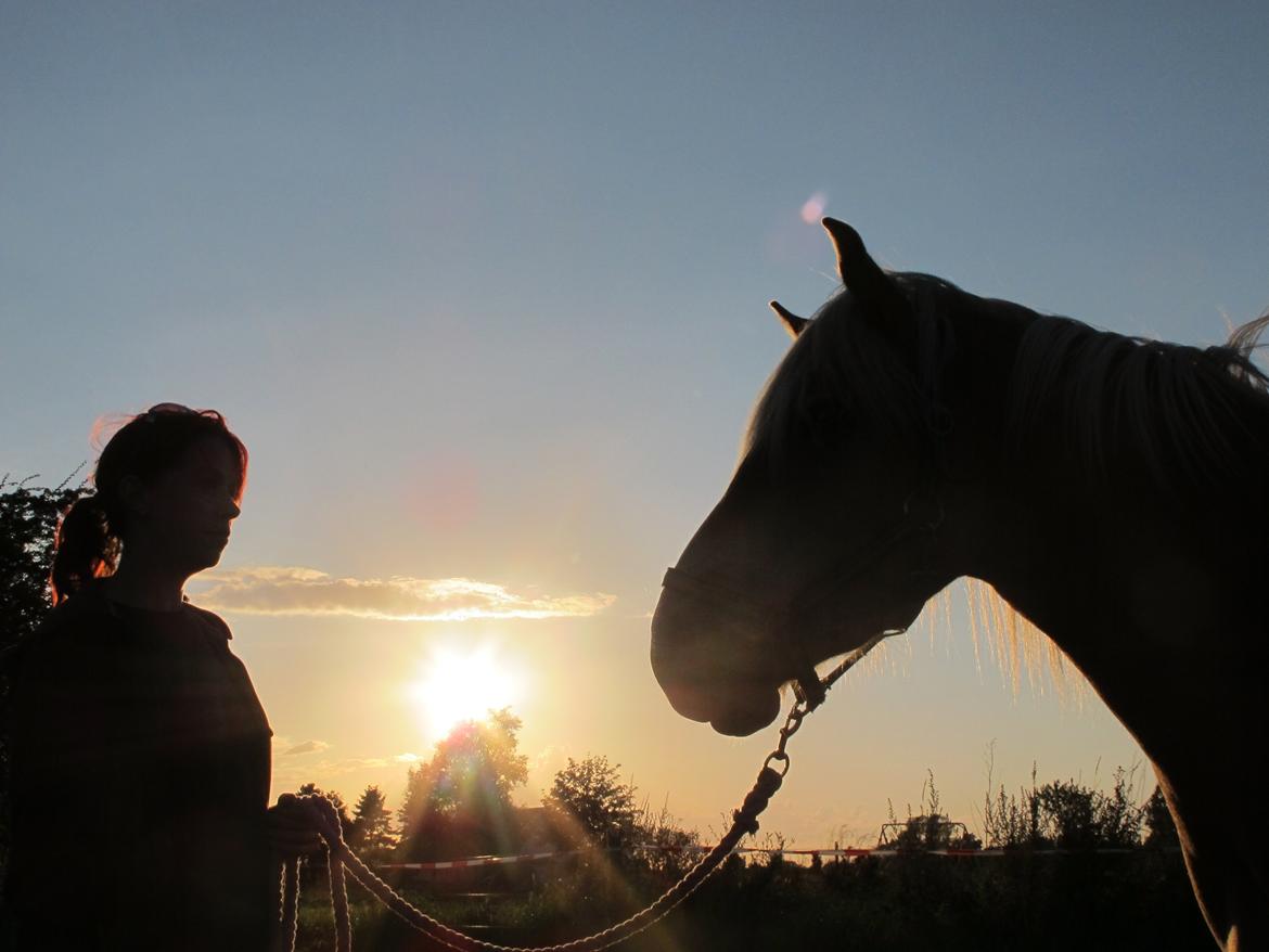 Tyroler Haflinger ICE RØGTERGÅRD billede 1